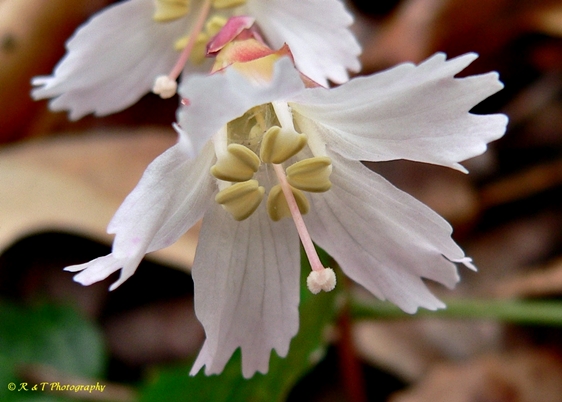 {Shortia galacifolia}